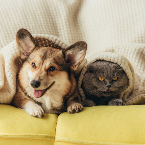 Pets Care